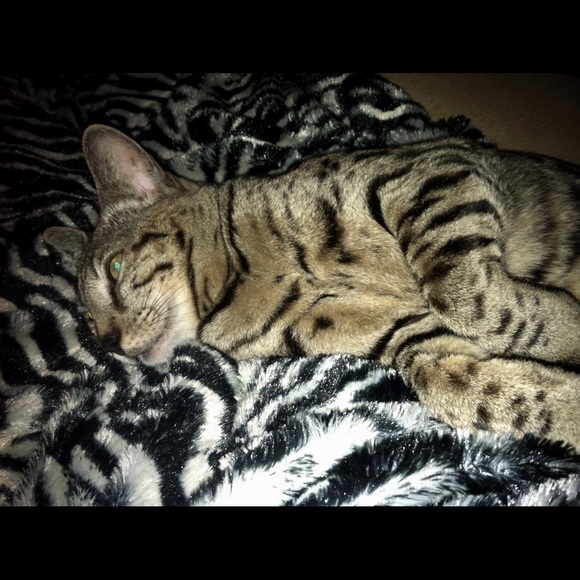 Meet your Poshers, Nikki, Bam and Squeak! 🐆 🐈 - Picture 7 of 8